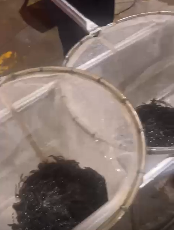 Lobster nursery and seed sorting